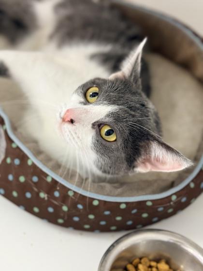 Bug, Adoptable, Adult Female Domestic Short Hair & Domestic Short Hair.