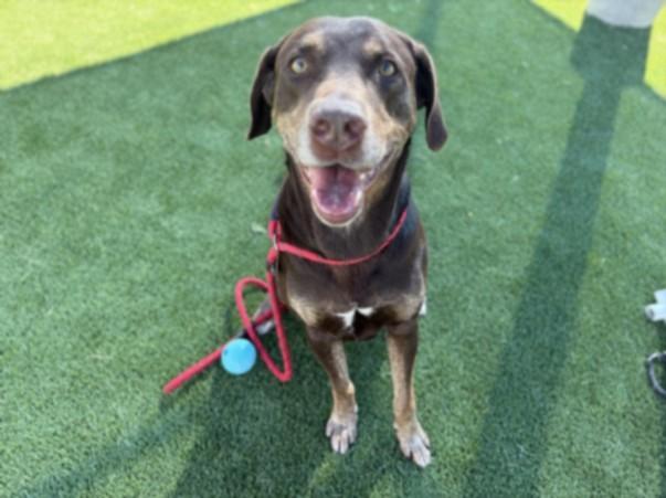 FUDGE, Adoptable, Adult Male Labrador Retriever.
