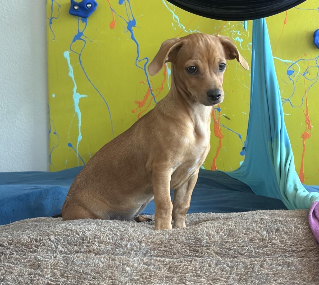Cheddar, ADOPTABLE, Puppy Male Chiweenie & Dachshund.