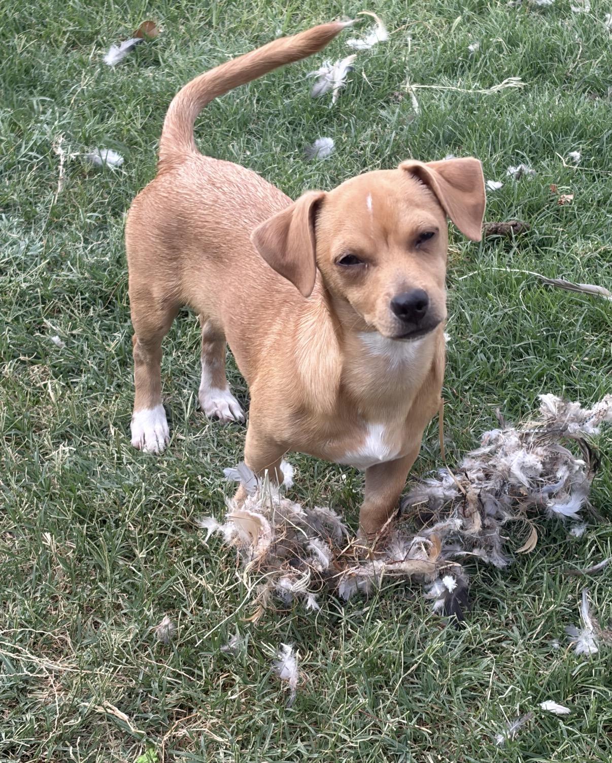 Cheddar, a ADOPTABLE mixed breed in Gilbert, AZ image 4/4