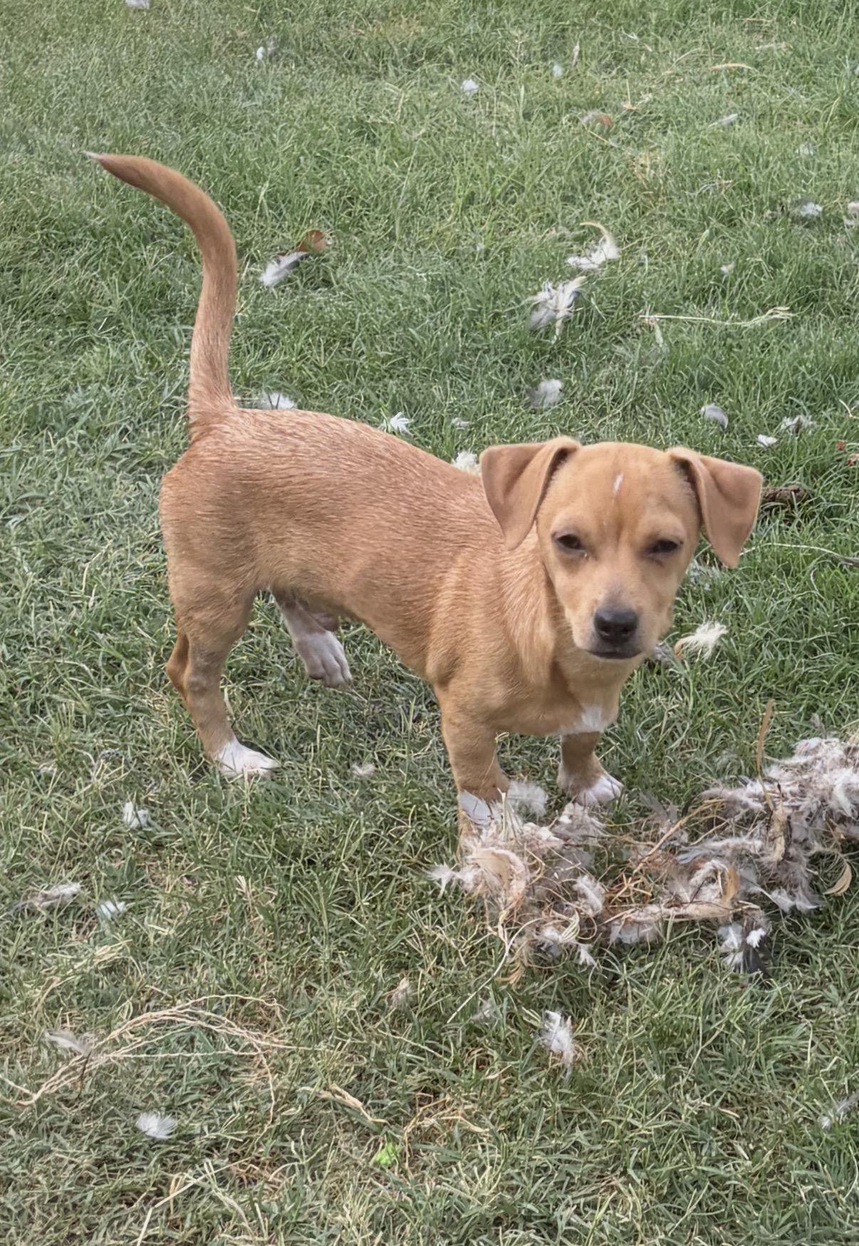 Cheddar, a ADOPTABLE mixed breed in Gilbert, AZ image 3/4