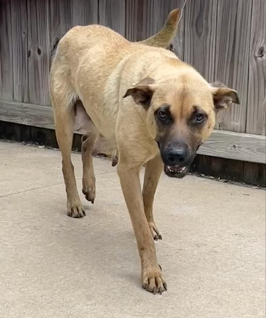 Barbie, Adoptable, Adult Female Labrador Retriever & Shepherd.