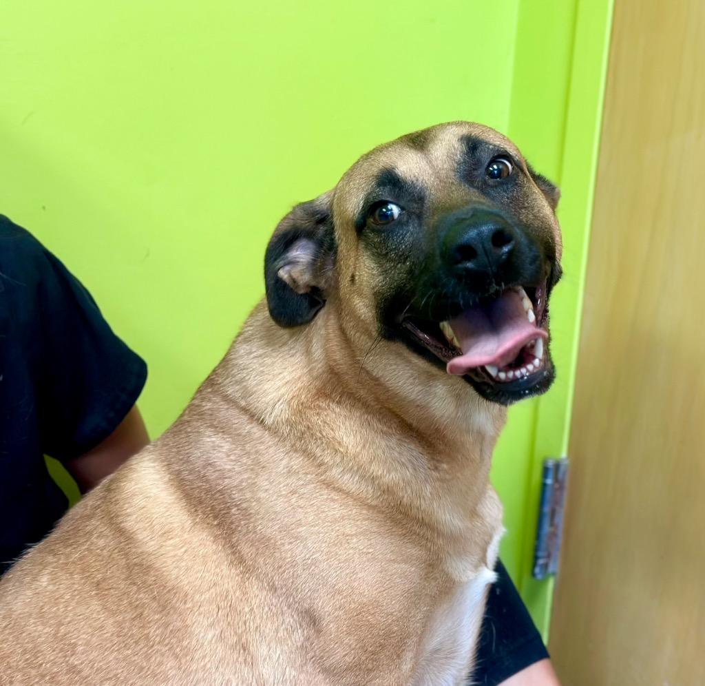 Enlarge Barbie, a Adoptable mixed breed in Albany, GA image 5/6