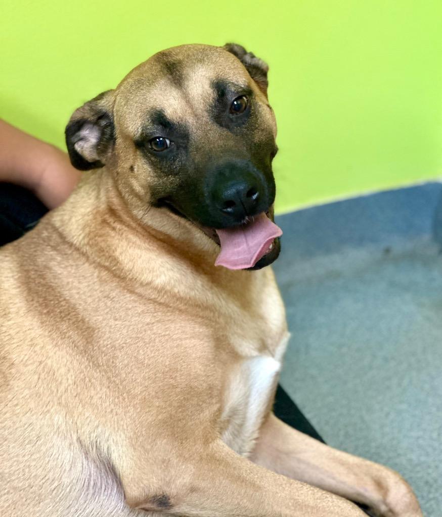 Barbie, Adoptable, Adult Female Labrador Retriever & Shepherd.