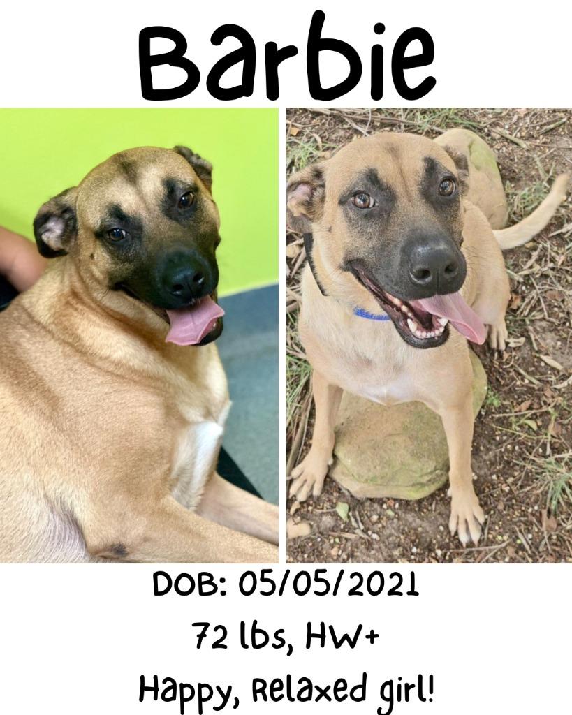 Enlarge Barbie, a Adoptable mixed breed in Albany, GA image 3/6