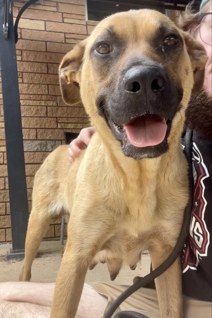 Enlarge Barbie, a Adoptable mixed breed in Albany, GA image 3/6