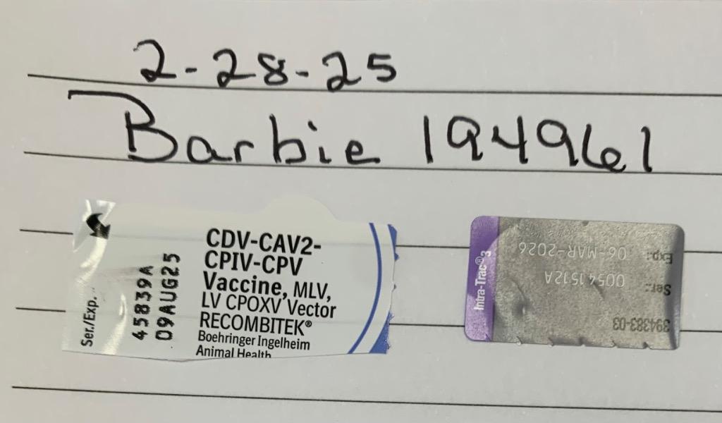 Enlarge Barbie, a Adoptable mixed breed in Albany, GA image 4/6