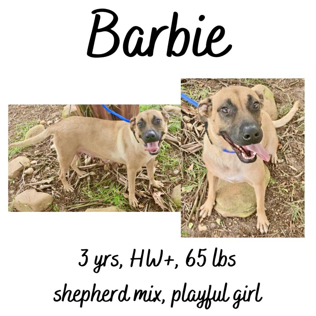 Enlarge Barbie, a Adoptable mixed breed in Albany, GA image 5/6