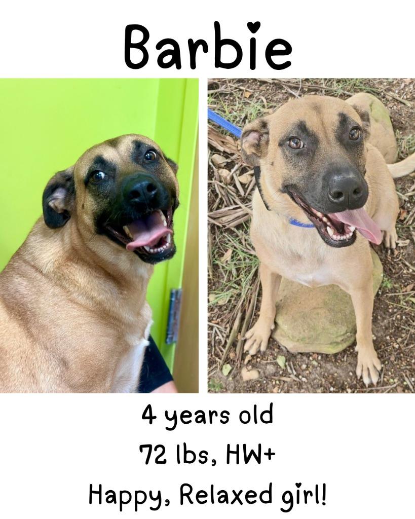 Enlarge Barbie, a Adoptable mixed breed in Albany, GA image 6/6