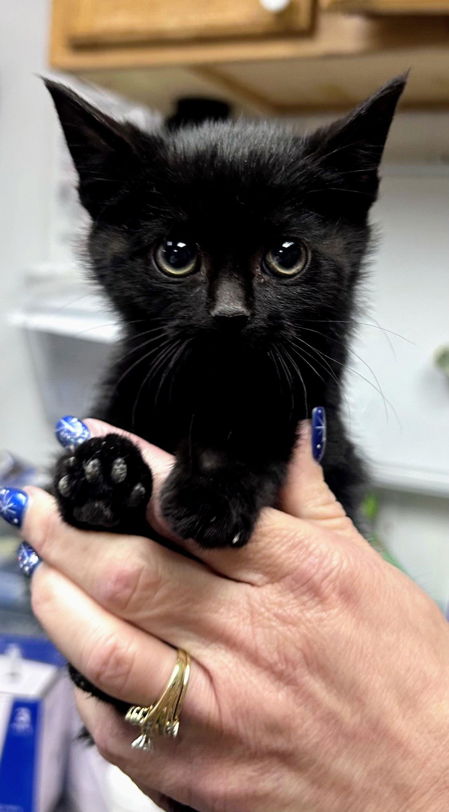 Enlarge Sparkler (Foster Animal), a Adoptable Domestic Medium Hair in Sanford, NC image 1/2