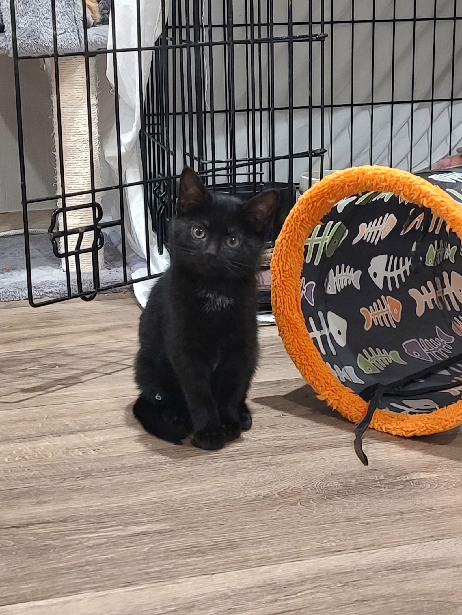 Enlarge Sparkler (Foster Animal), a Adoptable Domestic Medium Hair in Sanford, NC image 2/2