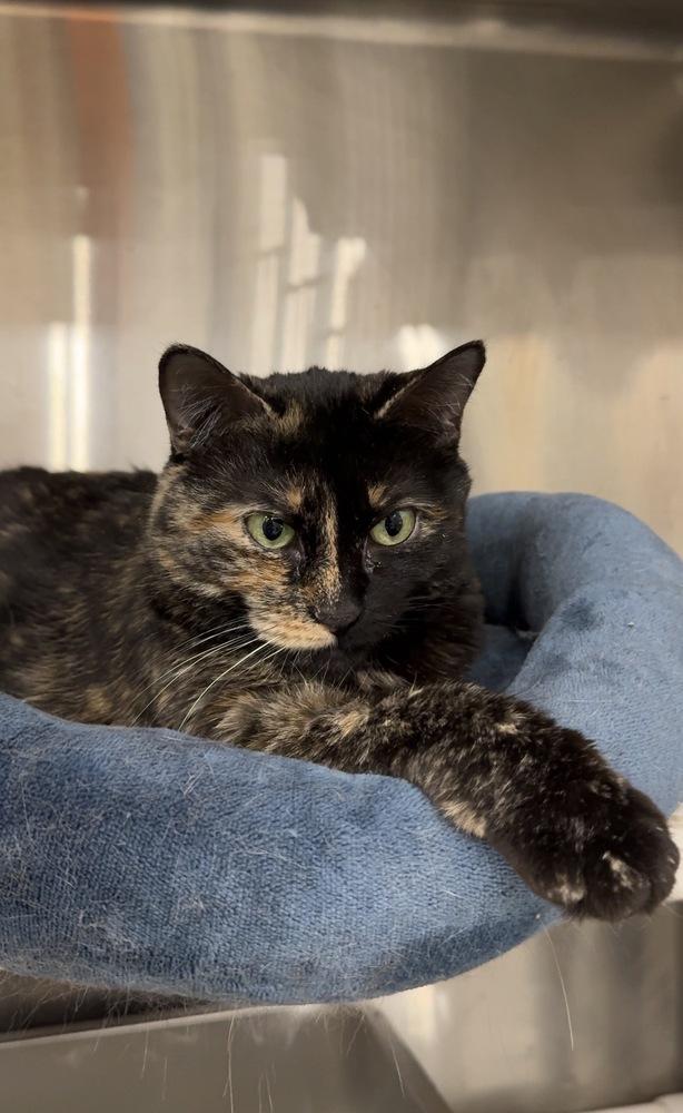 Dawn, Adoptable, Adult Female Domestic Short Hair.