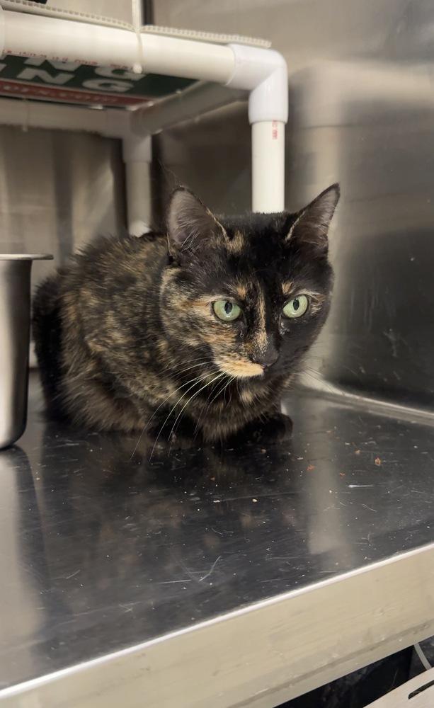 Enlarge Dawn, a Adoptable mixed breed in Pittstown, NJ image 2/3