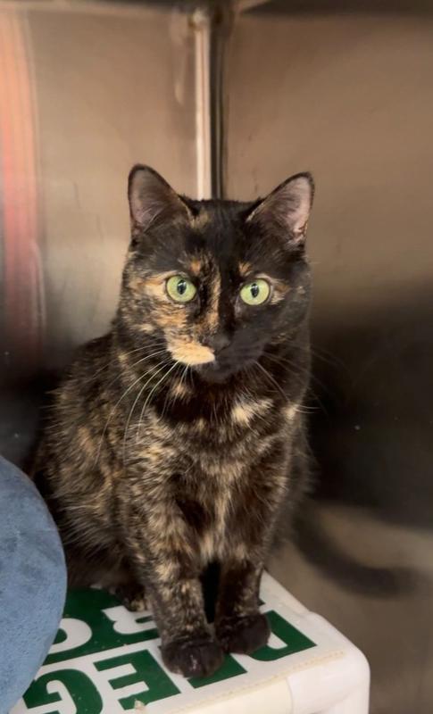 Enlarge Dawn, a Adoptable mixed breed in Pittstown, NJ image 3/3