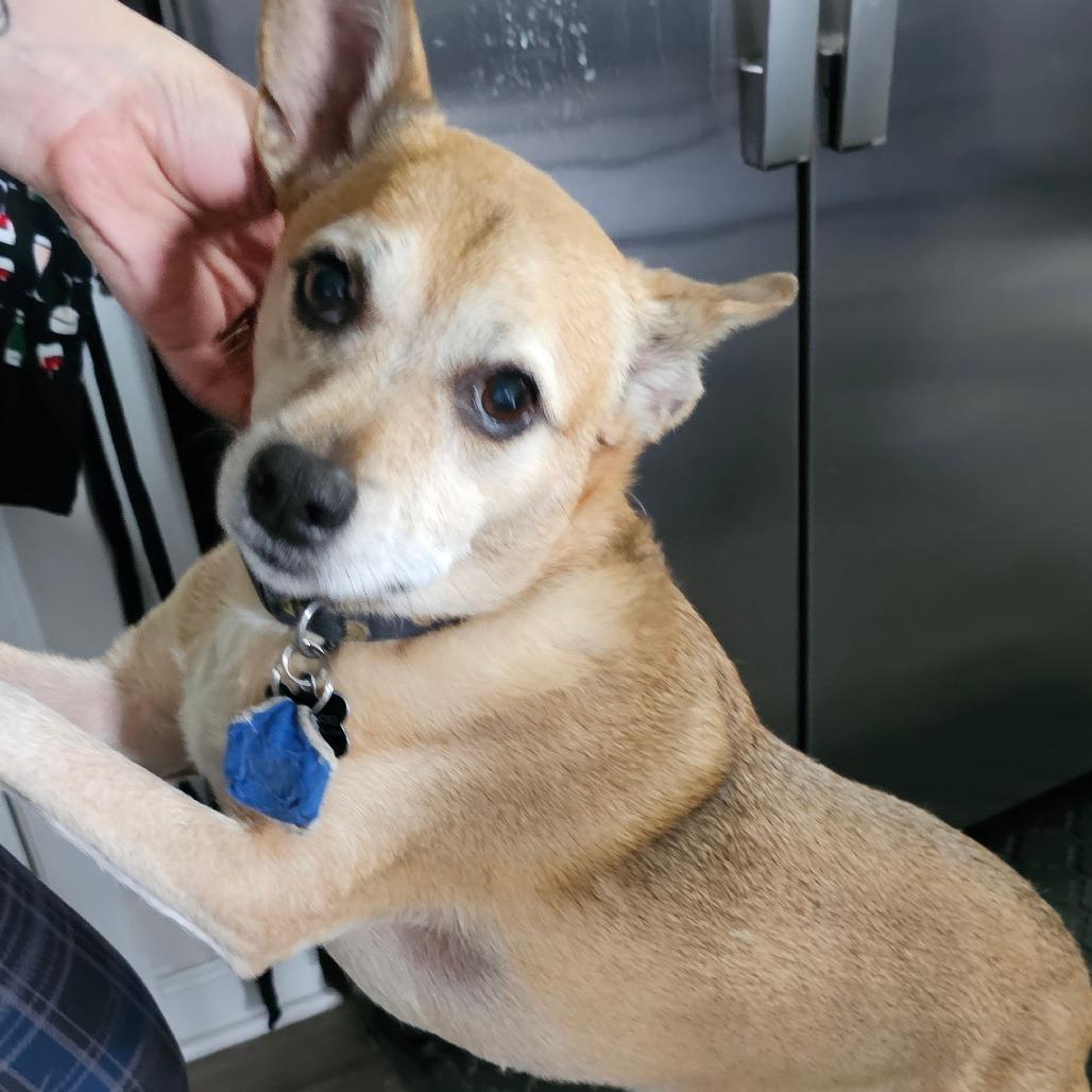 Enlarge Sudds, a Adoptable mixed breed in Toms Brook, VA image 1/1