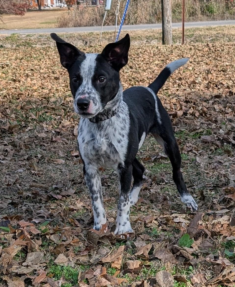 Enlarge Durango, a Adoptable Australian Cattle Dog / Blue Heeler in Parsons, KS image 1/1