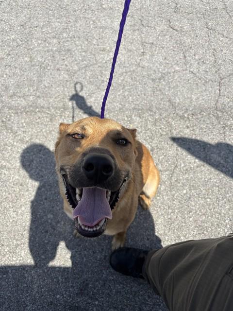 RANGER, Adoptable, Young Male German Shepherd Dog & Mixed Breed.