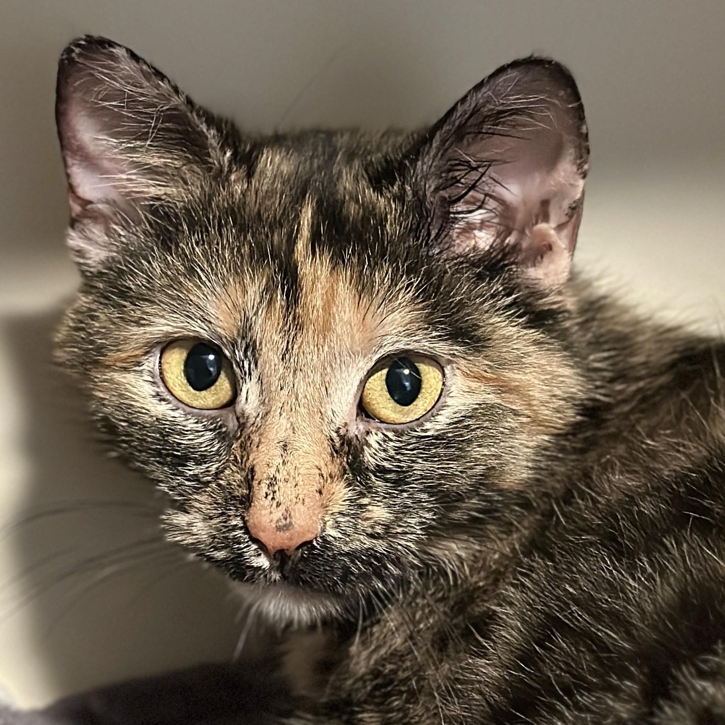 Enlarge Patsy, an adopted Domestic Short Hair in Victor, NY image 1/3