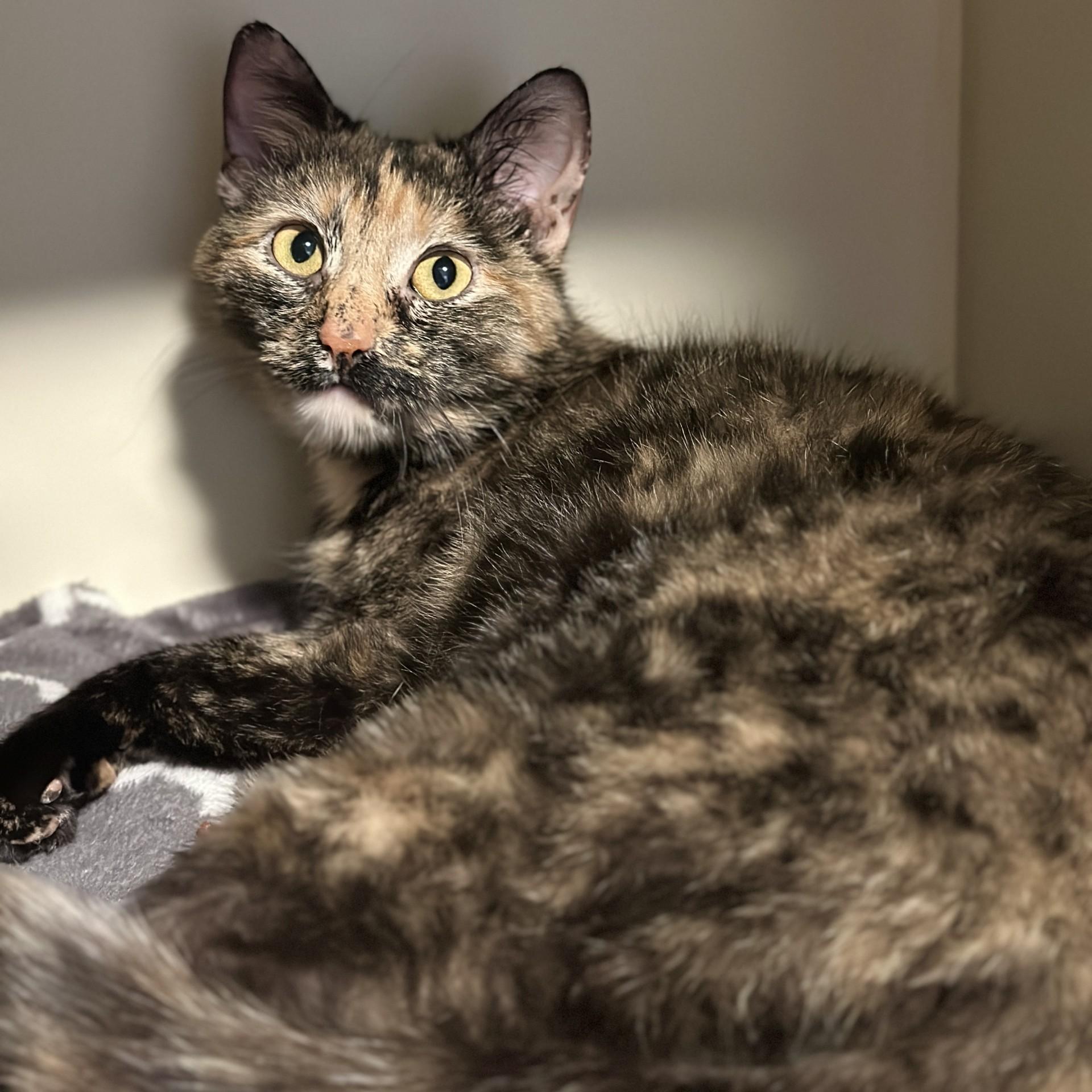 Enlarge Patsy, an adopted Domestic Short Hair in Victor, NY image 3/3