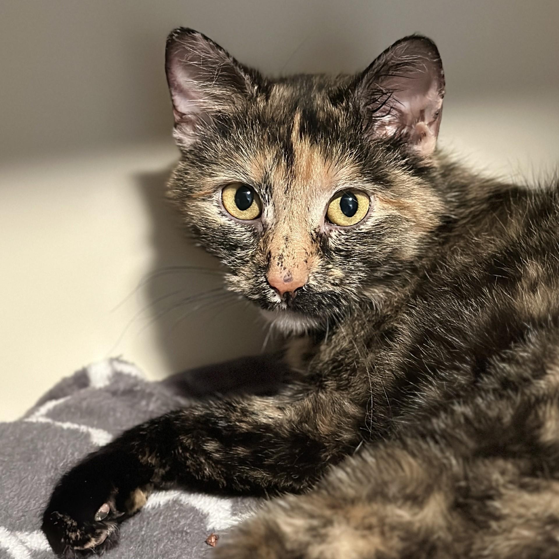 Enlarge Patsy, an adopted Domestic Short Hair in Victor, NY image 2/3