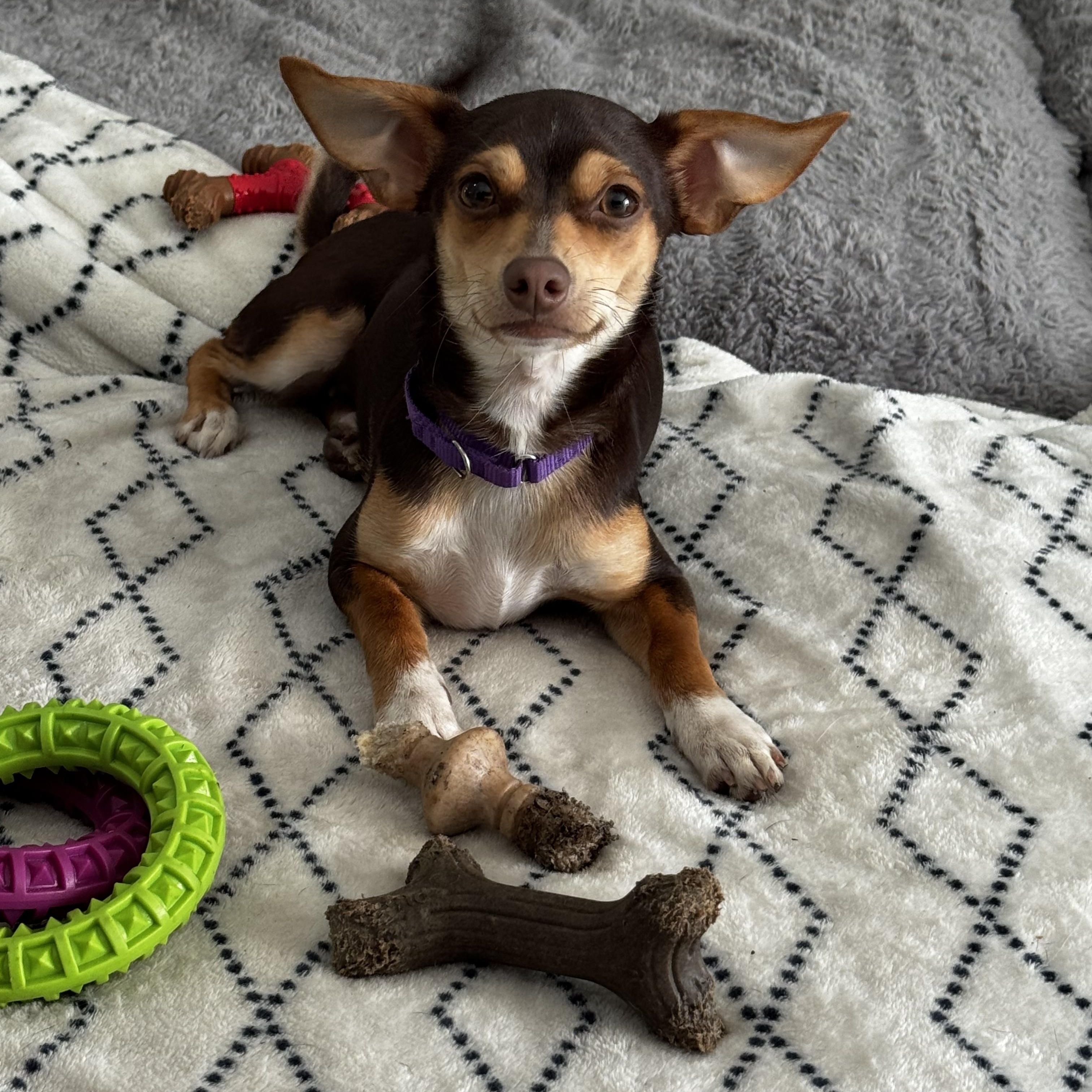 Enlarge Little French Brioche!!!, a ADOPTABLE Chihuahua in Fort Myers Beach, FL image 3/3
