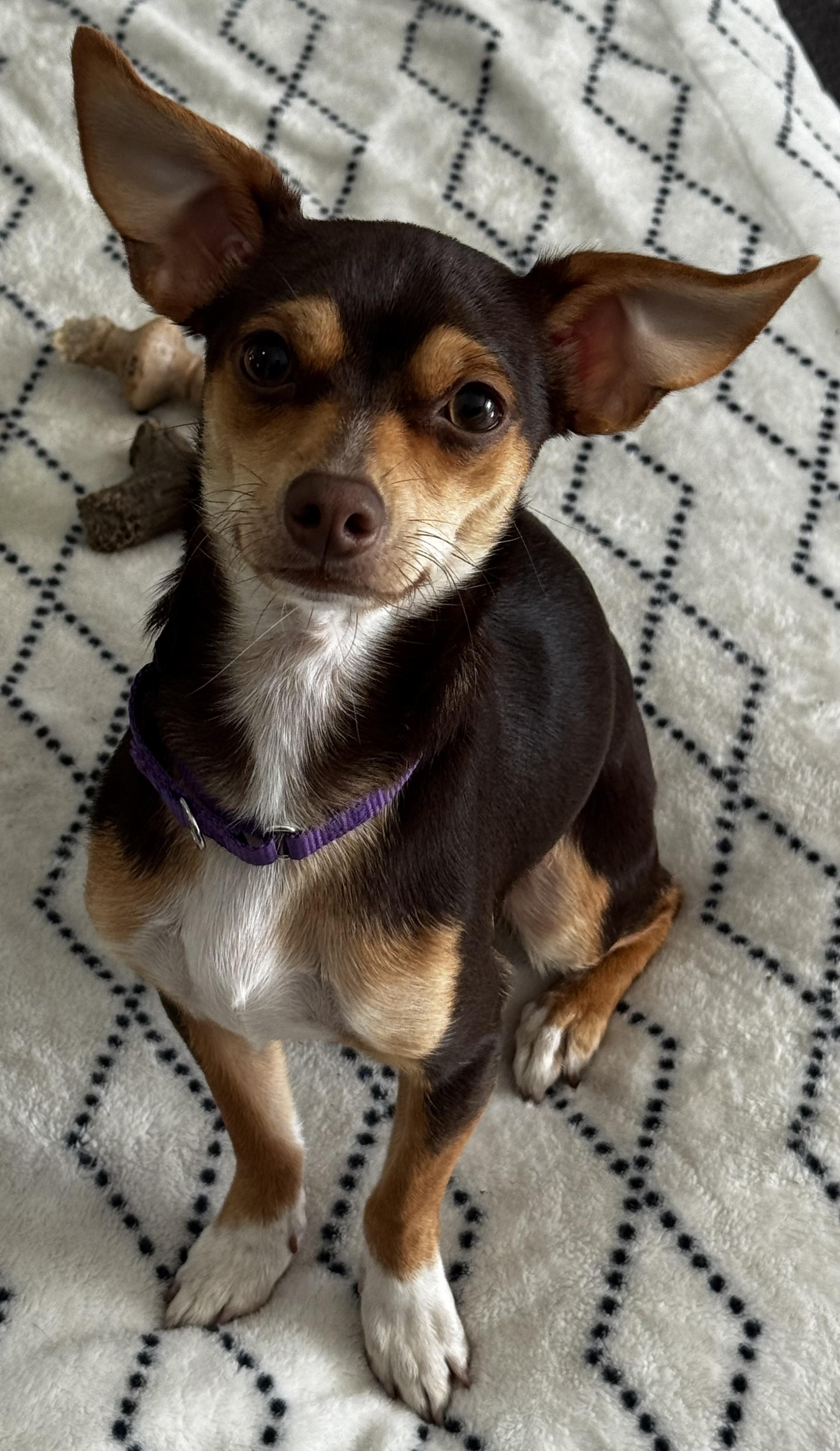 Enlarge Little French Brioche!!!, a ADOPTABLE Chihuahua in Fort Myers Beach, FL image 1/3