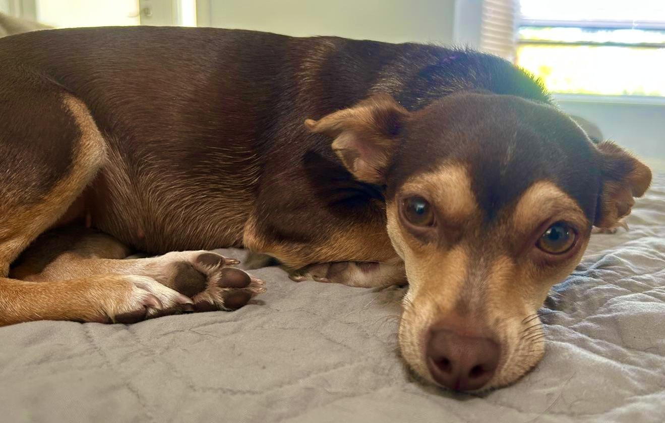 Enlarge Little French Brioche, a ADOPTABLE mixed breed in Fort Myers Beach, FL image 1/4