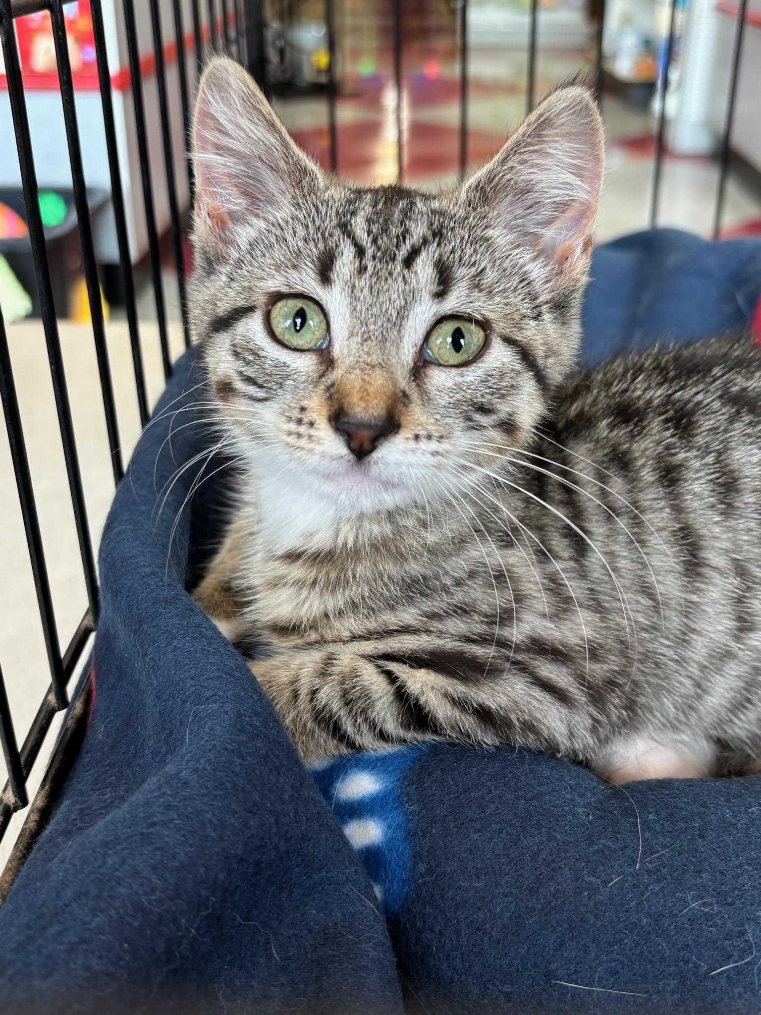 Luciana, Baby Female Domestic Short Hair