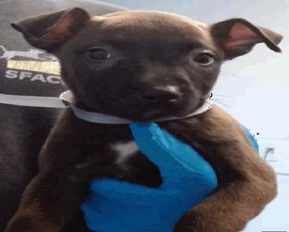 TWYLA, Adoptable, Puppy Female Pit Bull Terrier.