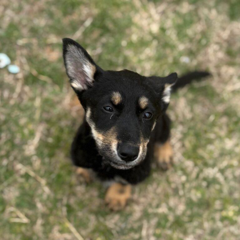 Enlarge Faylen, a Adopted German Shepherd Dog in Harrah, OK image 1/1