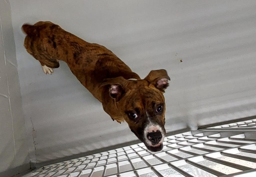 Chewy, Adoptable, Young Male Boxer.