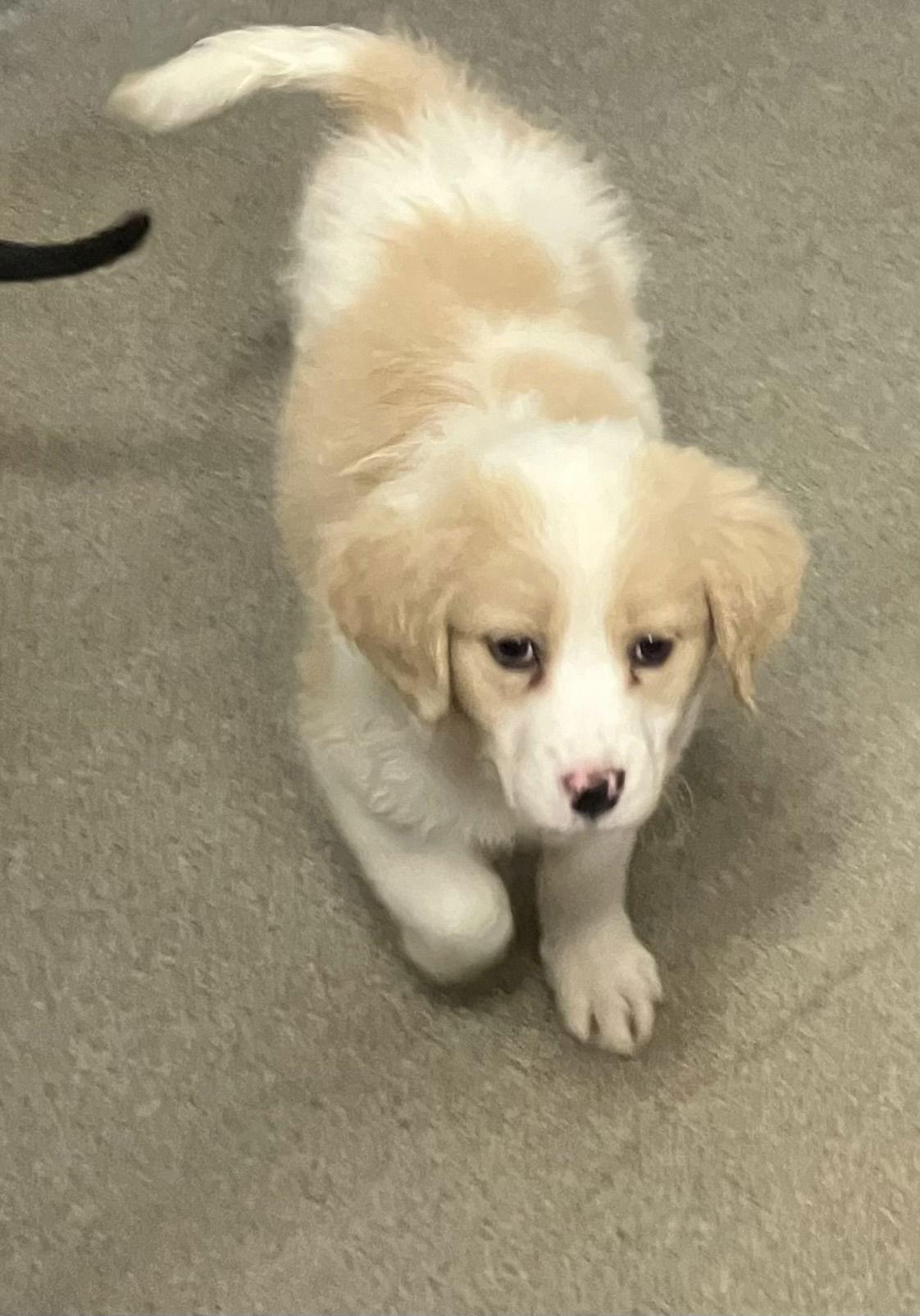 Nova 2 months Ava 12/17, Adoptable, Young Female Shepherd.