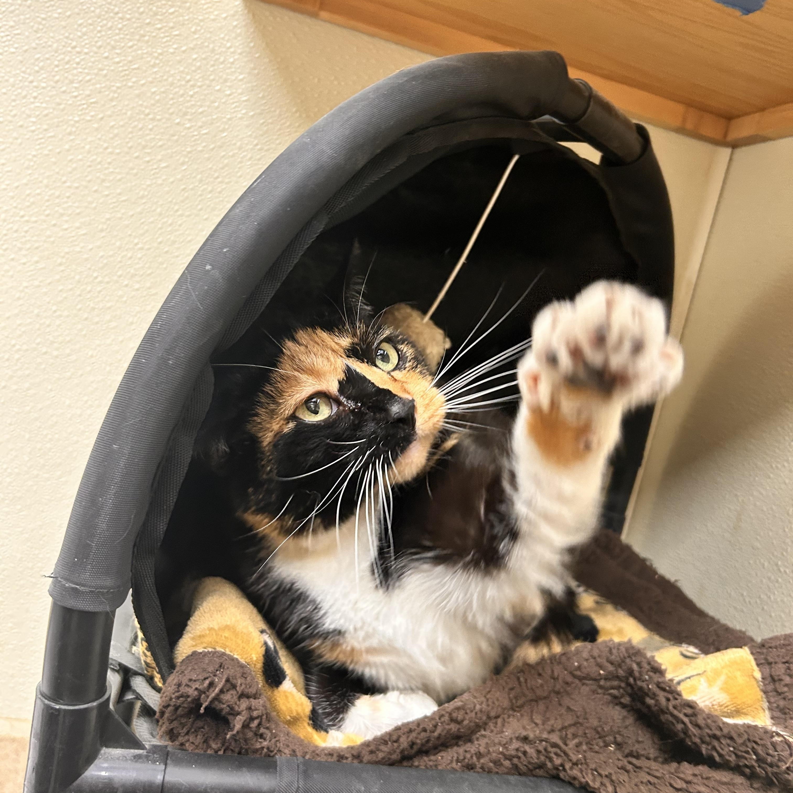 Enlarge Veggie, an adopted Domestic Short Hair in Myerstown, PA image 2/2