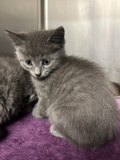 Rain, adoptable, Kitten Female Domestic Short Hair.