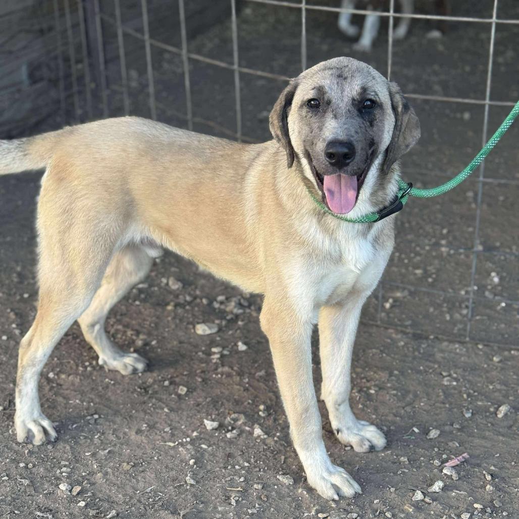 Apollo, a Adoptable Anatolian Shepherd in Lincoln, NB image 1/5