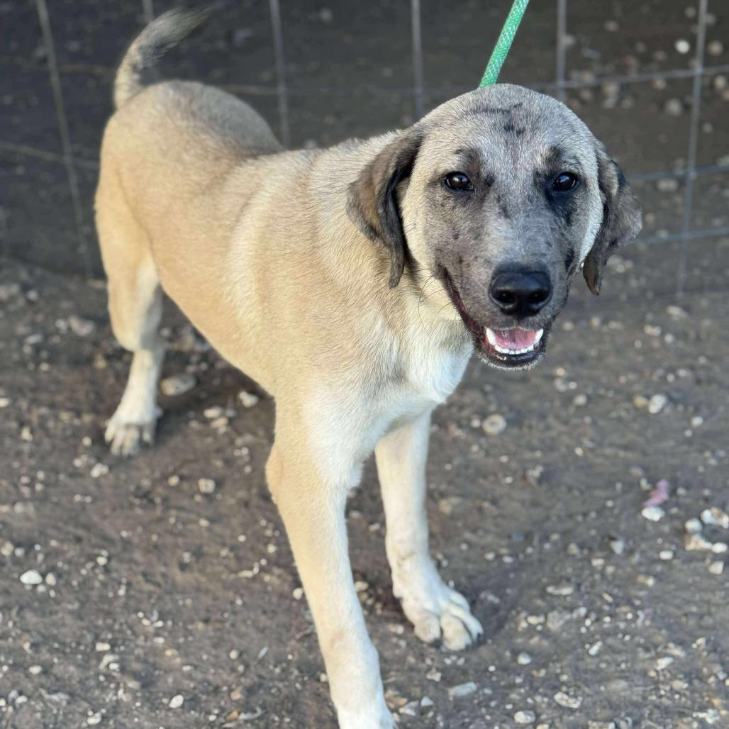 Apollo, a Adoptable Anatolian Shepherd in Lincoln, NB image 3/5