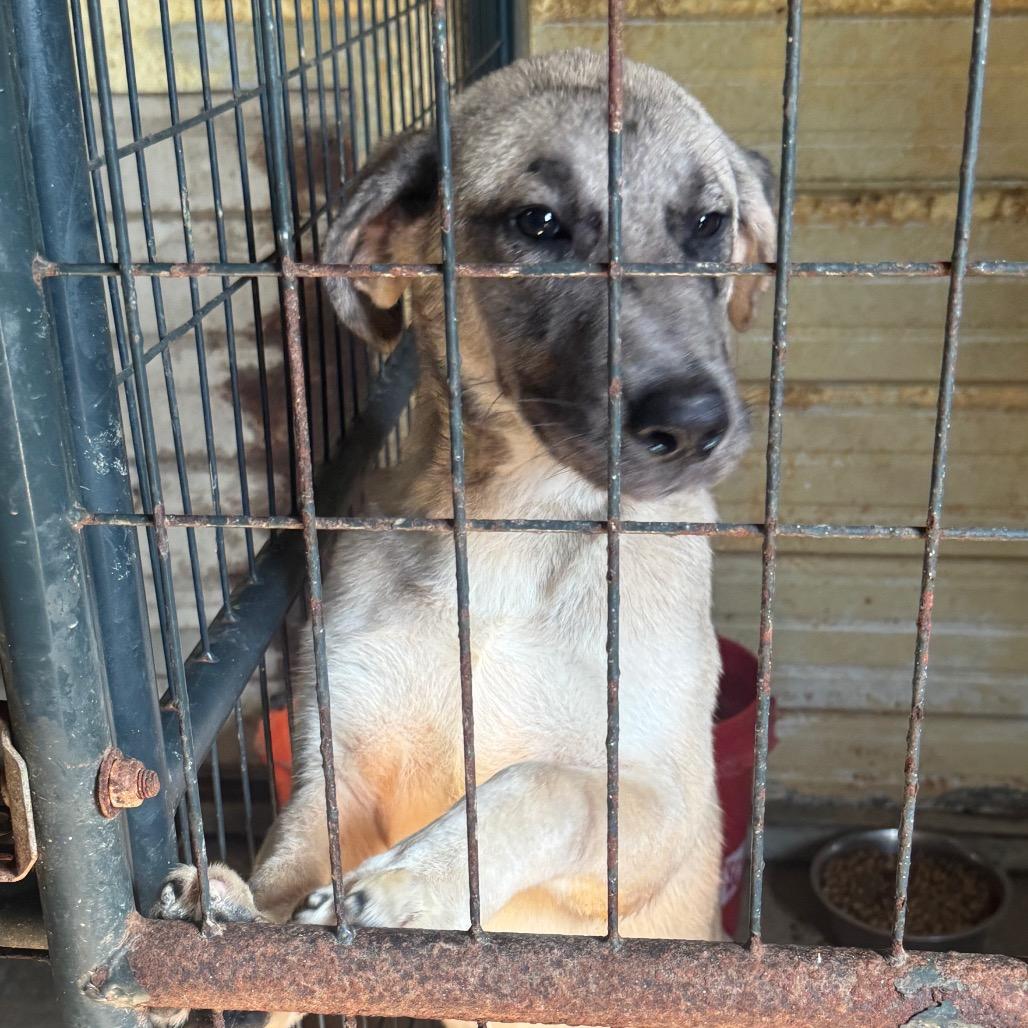 Apollo, a Adoptable Anatolian Shepherd in Lincoln, NB image 4/5