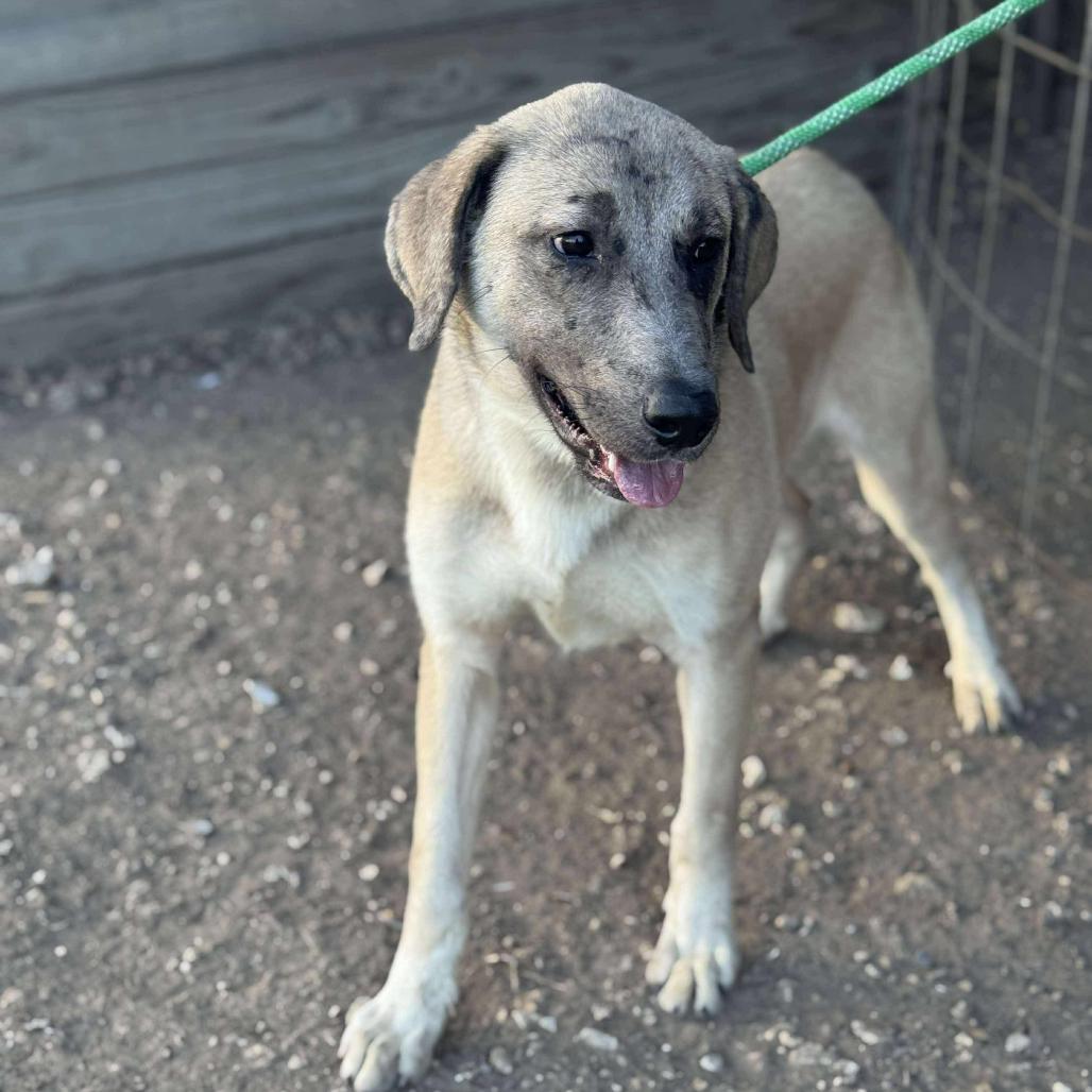 Apollo, a Adoptable Anatolian Shepherd in Lincoln, NB image 5/5