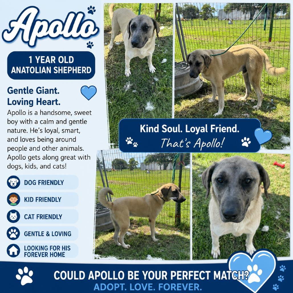 Apollo, a Adoptable Anatolian Shepherd in Lincoln, NB image 2/5
