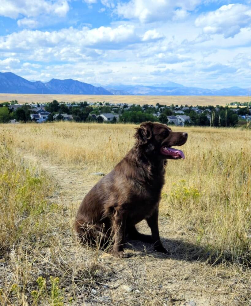 Enlarge Cedar Rose, a Adoptable mixed breed in Evergreen, CO image 3/6