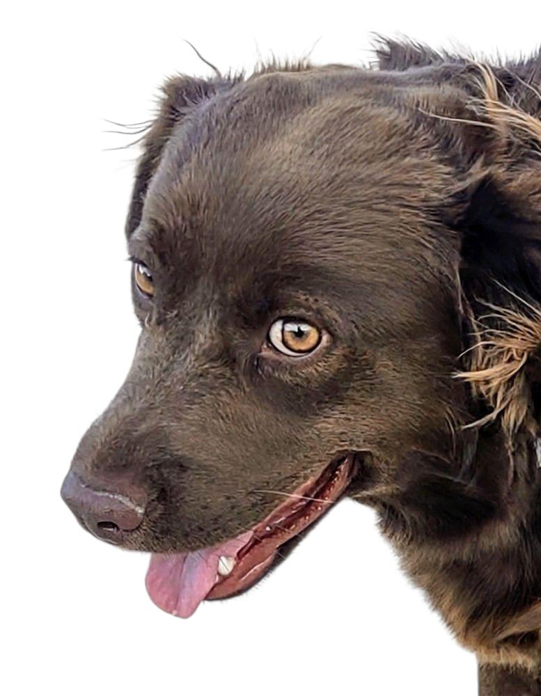 Enlarge Cedar Rose, a Adoptable mixed breed in Evergreen, CO image 5/6