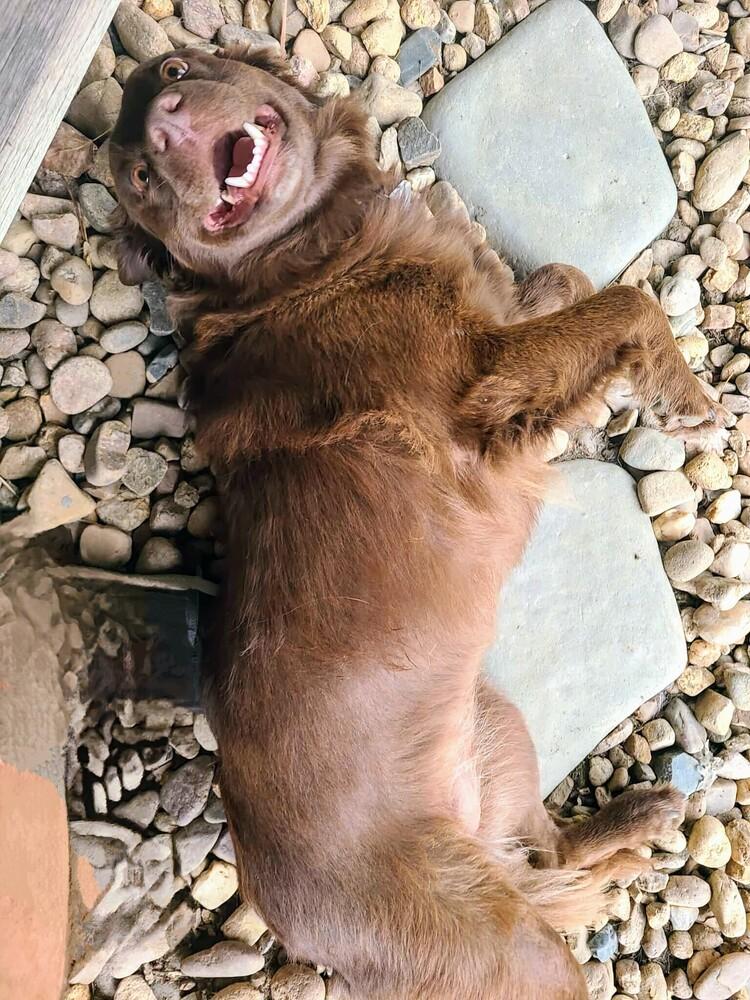 Enlarge Cedar Rose, a Adoptable mixed breed in Evergreen, CO image 6/6