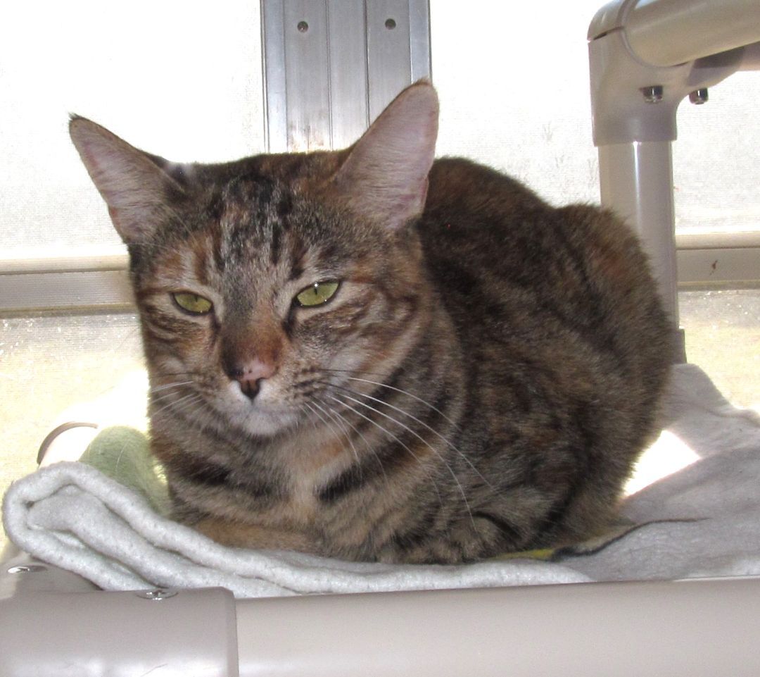 Enlarge MARIA, a Adoptable mixed breed in Crystal River, FL image 5/6