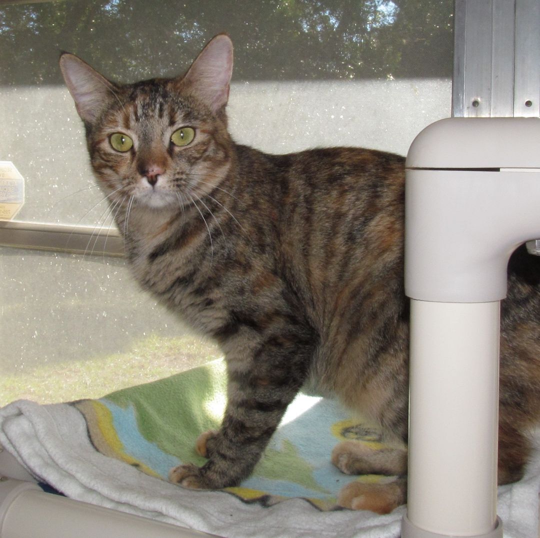 Enlarge MARIA, a Adoptable mixed breed in Crystal River, FL image 4/6