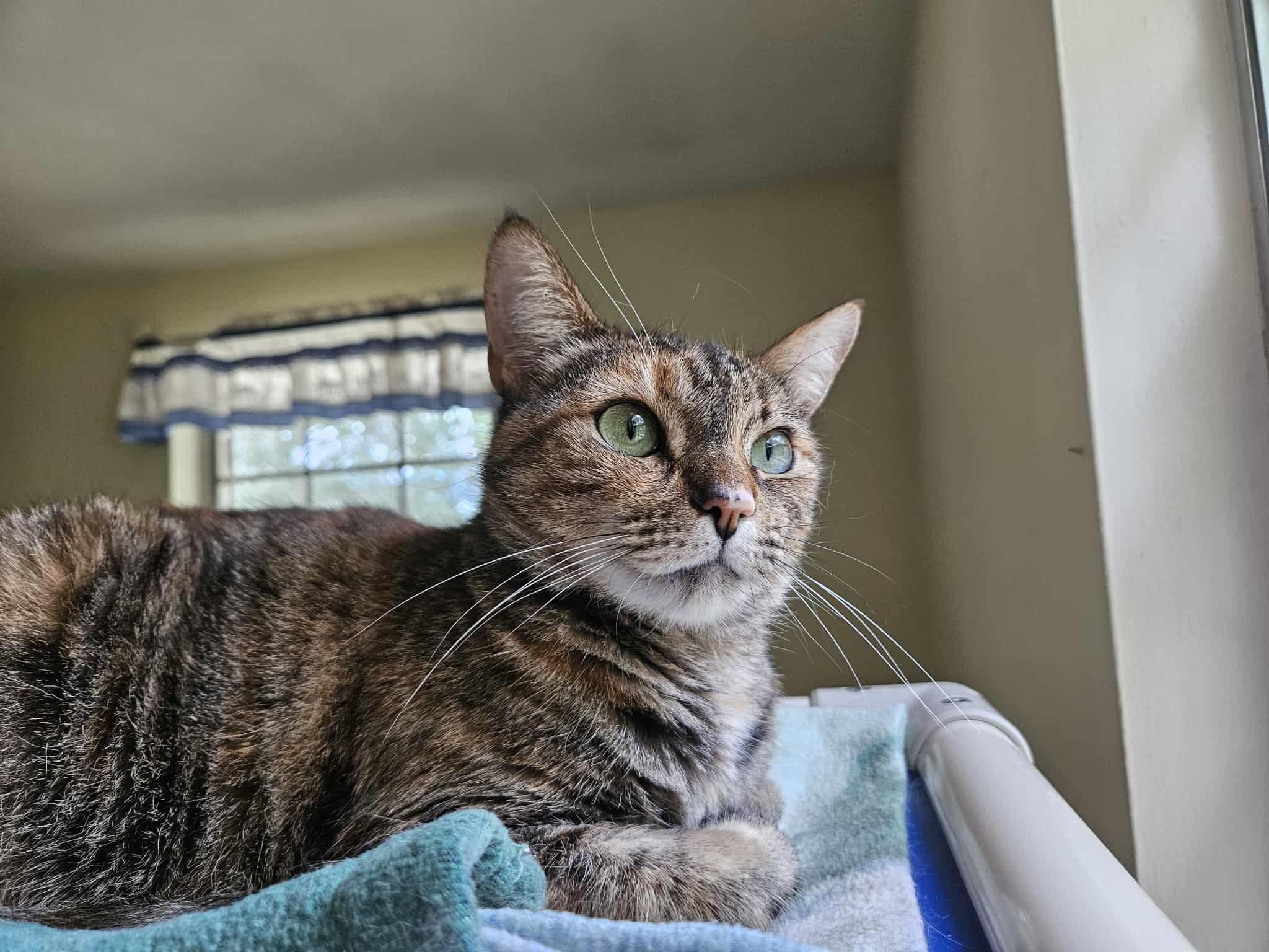 MARIA, an adoptable Domestic Short Hair, Torbie in Crystal River, FL, 34429 | Photo Image 1