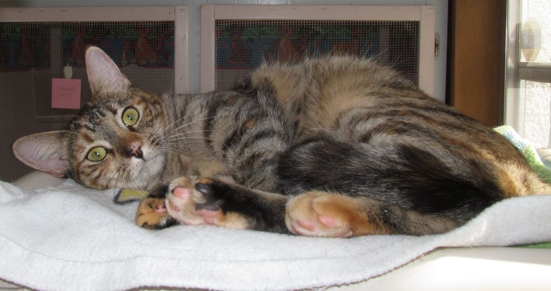 Enlarge MARIA, a Adoptable mixed breed in Crystal River, FL image 6/6