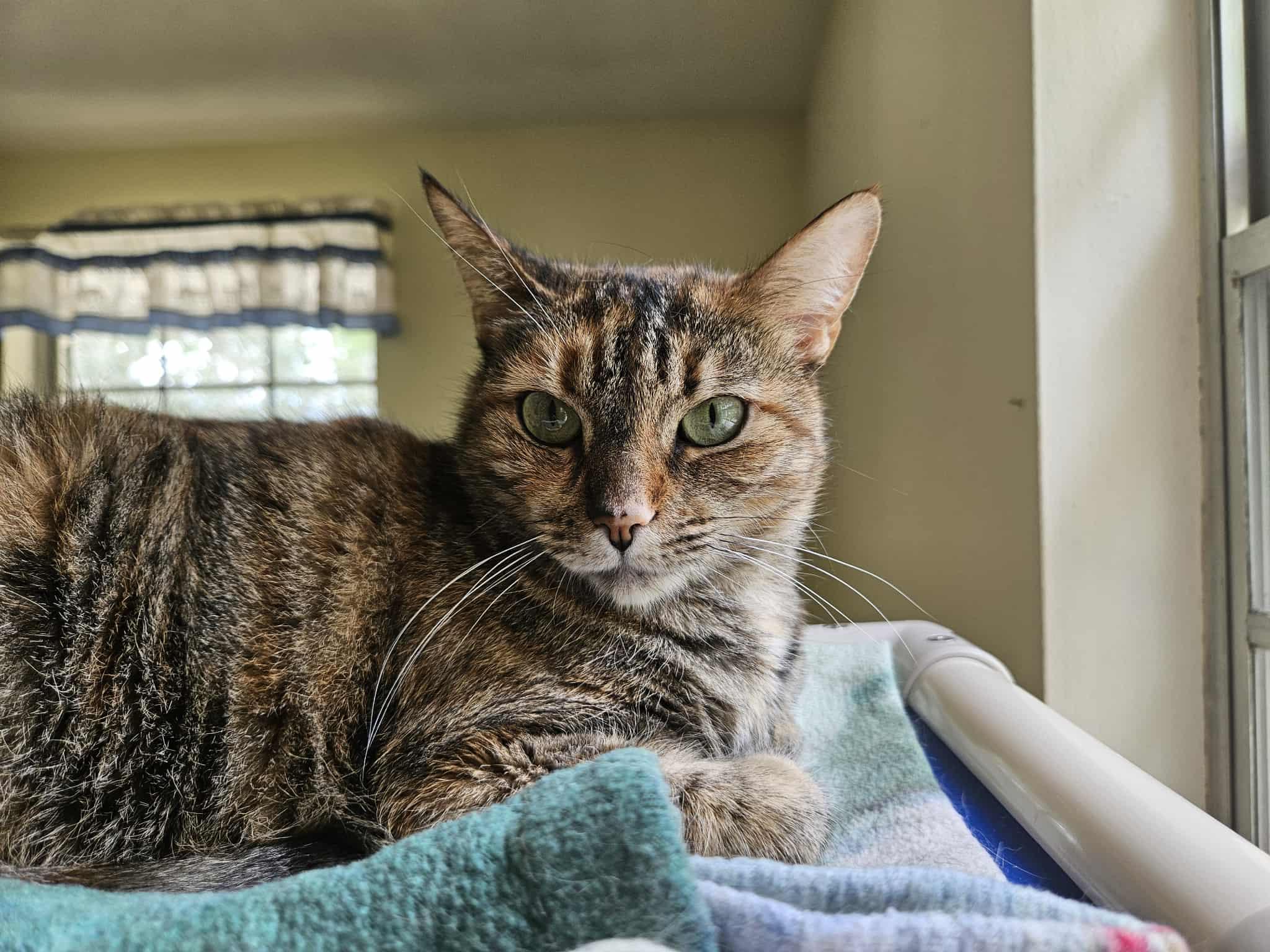 MARIA, an adoptable Domestic Short Hair, Torbie in Crystal River, FL, 34429 | Photo Image 4
