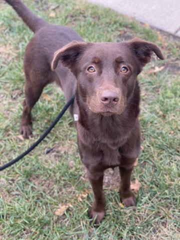 DOVE, Adoptable, Young Female Flat-Coated Retriever & Mixed Breed.