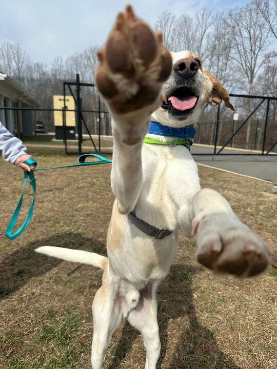 Enlarge Leroy, a ADOPTABLE American Foxhound in Maidens, VA image 2/2