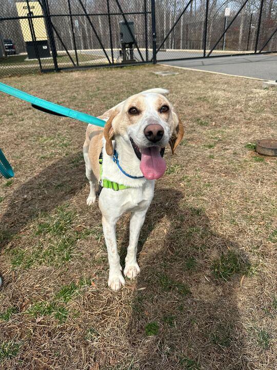 Enlarge Leroy, a ADOPTABLE American Foxhound in Maidens, VA image 1/2